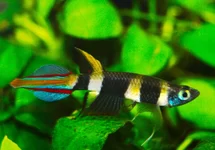 EPIPLATYS ANNULATUS M
