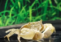 CRABE À POMPOM