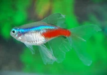 NEONTETRA SLUIER