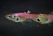 ENDLER GUP NEON TIGER RED MAN