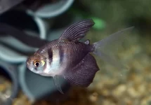 ZWARTE TETRA SLUIER