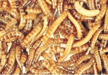 TENEBRIO MOLITOR/ MEELWORM