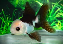 FANTAIL LIONHEAD BLACK/WHITE