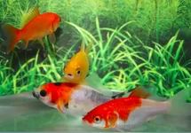 GOUDVIS MIX