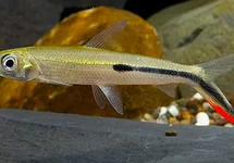 Overige tetra & zalm