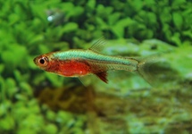 RASBORA AXELRODI NÉON BLEU
