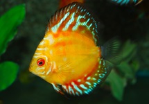 DISCUS PIGEON BLOOD MIX