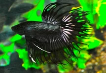 KEMPVIS CROWNTAIL ZWART MAN
