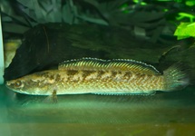 EMERALD GREEN SLANGEKOPVIS