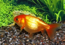 FANTAIL RANCHU RED