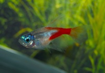 NEONTETRA DIAMANT SLUIER