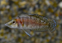 CICHLIDE COMPRESSICEPS SUMBU SHELL