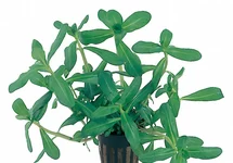 Lithorella uniflora - PE