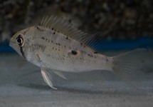 CICHLIDE WAVRINI