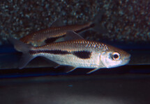 BOULENGERI VEERVIN TETRA