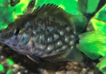 UARU AMPHIACANTHOIDES         