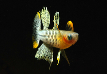 GERTRUDE'S REGENBOOGVIS