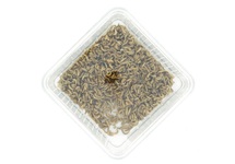 ALPHITOBIUS LAEVIGATUS/ BUFFALOWORM 30ML