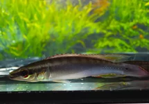 DWARF PIKE CICHLID ORINOCO