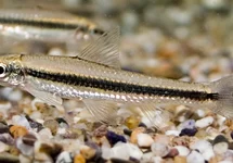 Garra & Crossocheilus