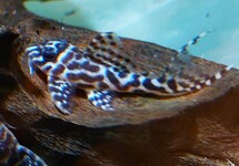 L400 HYPANCISTRUS SP.