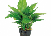 Anubias heterophylla - XL