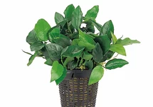 XL plants pot 9cm
