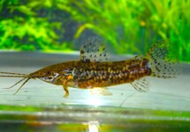 CASCADURE MEGALECHIS NANAY