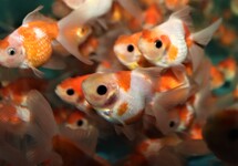 SLUIER PEARLSCALE CROWN ROOD/WIT 6/7