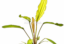 Echinodorus 'Red Diamond' - PE