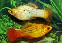PLATY VARIATUS GROEN
