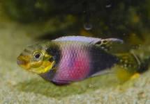 DWARFCICHLID MATADI