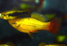PLATY VARIATUS  MIX