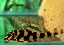 L168 BUTTERFLY PLECO