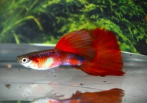 GUPPY ROT ROSE TUXEDO