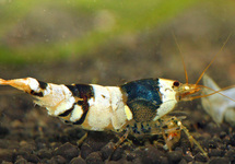 CRYSTAL BLACK GARNAAL