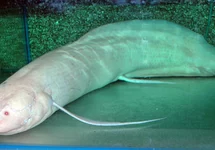 Lungenfische