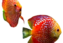 Aquarienfische