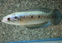 OOGVLEK SLANGEKOPVIS