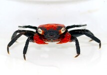 CRABE À VAMPIRE ROUGE