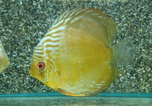 DISCUS CAMETA