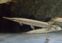 GEVLEKTE BEENTONGSNOEK