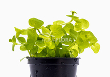 Lysimachia nummularia 'Aurea' - PE