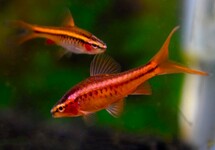 SHERRY BARBEEL SLUIER