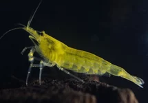 YELLOW LIME AMANO SHRIMP JAPONICA