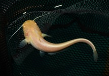 EUROPEAN CATFISH ALBINO