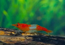 ORANGE RILI GARNAAL