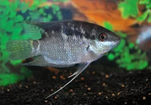 CICHLIDÉ DRAPEAU