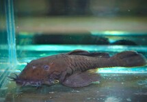 L034 MEDUSA PLECO