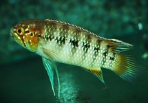 ZEBRA ACARA